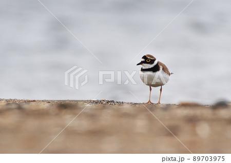 コチドリ コチドリ 89703975