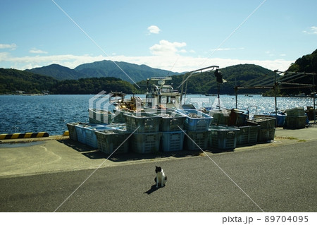 日向湖の港に住む猫 日向湖の港に住む猫 89704095