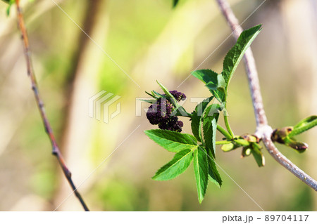 ニワトコの芽吹き 89704117