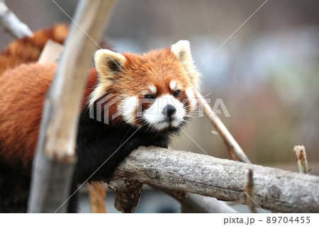 レッサーパンダ 89704455
