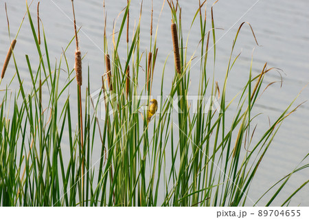 yellow sparrow perched on a reed yellow sparrow perched on a reed 89704655