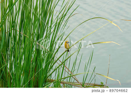 yellow sparrow perched on a reed 89704662