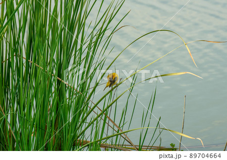 yellow sparrow perched on a reed yellow sparrow perched on a reed 89704664