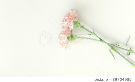 母の日 カーネーション ピンク コマチ おしゃれ 白 バック 背景 コピースペース 余白 母の日 カーネーション ピンク コマチ おしゃれ 白 バック 背景 コピースペース 余白 89704986
