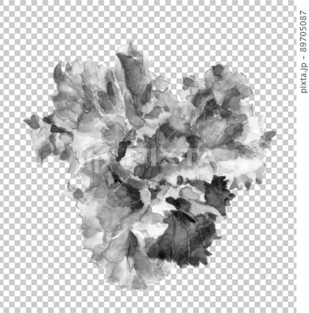 Lettuce monotone where heading has begun [ink painting style watercolor] Material White background Transparent background 89705087