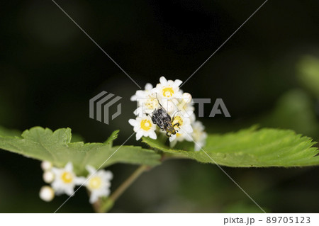 ヒラタハナムグリ 89705123