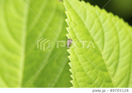 マダラアラゲサルハムシ マダラアラゲサルハムシ 89705126