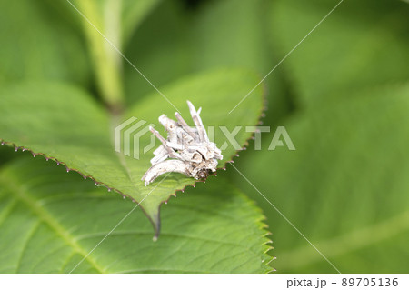 みのむし 89705136