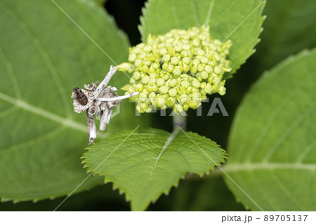 みのむし 89705137