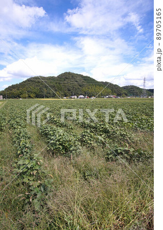 丹波黒　黒大豆　枝豆　畑　丹波篠山　9月 89705165