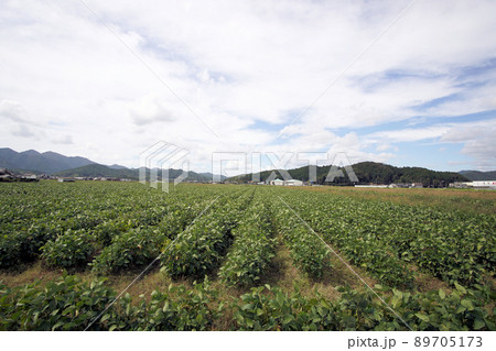 丹波黒　黒大豆　枝豆　畑　丹波篠山　9月 89705173