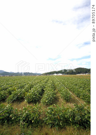 丹波黒　黒大豆　枝豆　畑　丹波篠山　9月 89705174