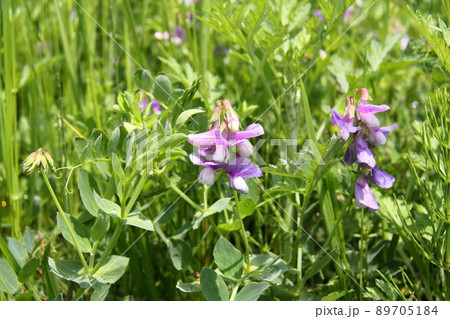 ハマエンドウ ハマエンドウ 89705184