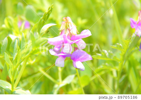 ハマエンドウ ハマエンドウ 89705186