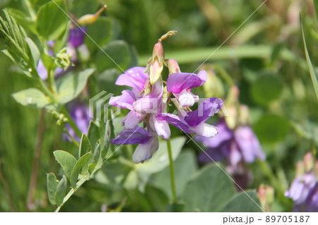 ハマエンドウ ハマエンドウ 89705187