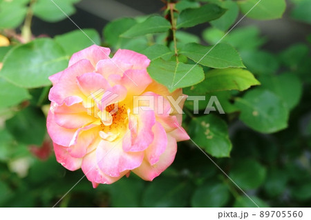 花弁の色が変わるアンネのバラ（薔薇） 89705560