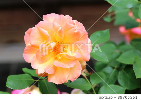 花弁の色が変わるアンネのバラ(薔薇) 花弁の色が変わるアンネのバラ(薔薇) 89705561