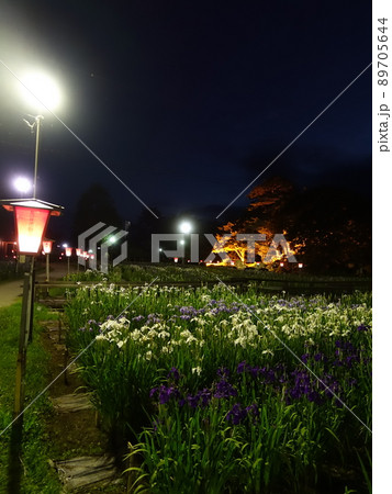 満開のアヤメ　あやめ　長井あやめ公園 89705644