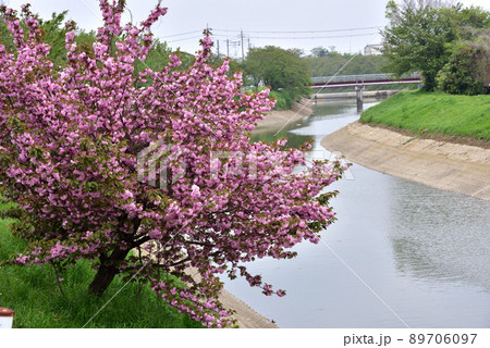 寺川の八重桜 89706097