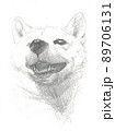 柴犬の頭部デッサン 89706131