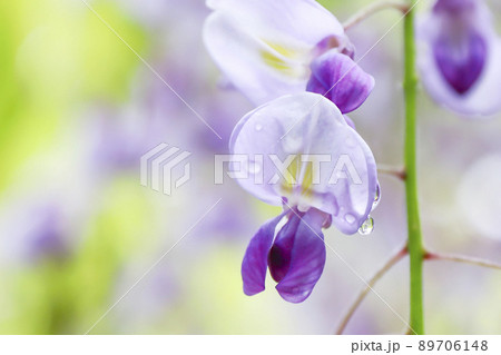 藤の花 ふじ棚 藤の花 ふじ棚 89706148
