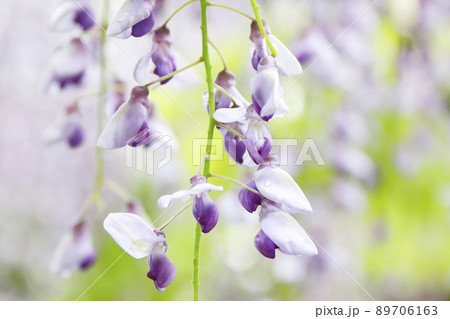 藤の花 ふじ棚 藤の花 ふじ棚 89706163