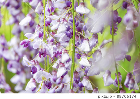藤の花　ふじ棚 89706174
