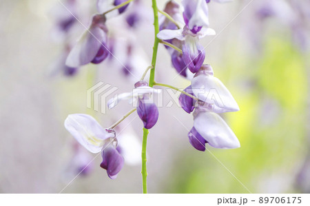 藤の花 ふじ棚 藤の花 ふじ棚 89706175