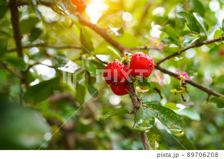 Acerola cherry on the tree with water drop, High vitamin C and antioxidant fruits. Fresh organic Acerola cherry on the tree. Acerola cherry on the tree with water drop, High vitamin C and antioxidant fruits. Fresh organic Acerola cherry on the tree. 89706208