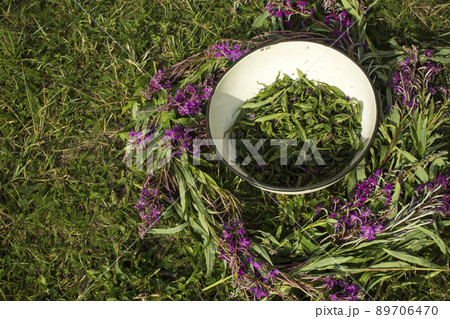 Process of fermentation of tea. Manual processing Ivan tea fermentation Process of fermentation of tea. Manual processing Ivan tea fermentation 89706470