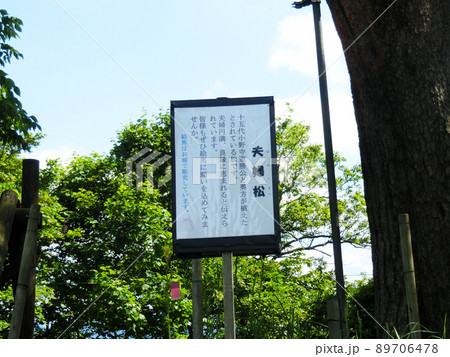 稲庭城にある夫婦松の看板(秋田県湯沢市) 稲庭城にある夫婦松の看板(秋田県湯沢市) 89706478