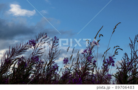 Blooming Willow herb, Ivan tea on blue sky. Willow-herb meadow. willow-herb tea, Blooming Willow herb, Ivan tea on blue sky. Willow-herb meadow. willow-herb tea, 89706483