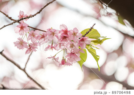 河津桜 河津桜 89706498