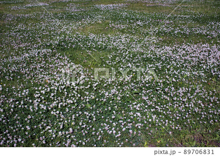 Color photo of a field of clover in grass 89706831