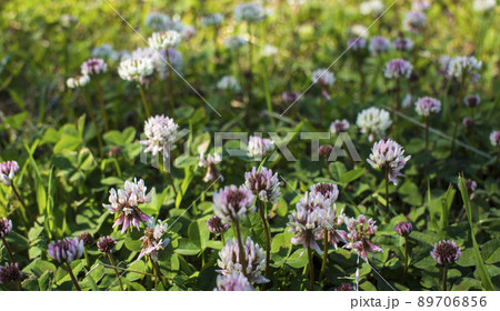 The flowers of clover blooming in a garden. 89706856