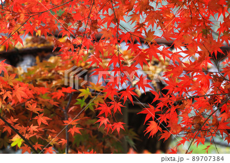 藤江氏魚楽園の紅葉 89707384
