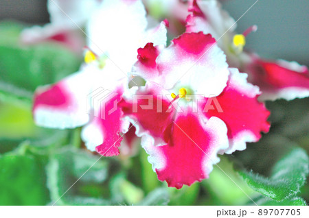 赤と白のセントポーリアの花 89707705