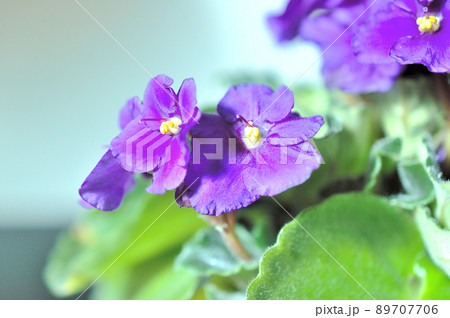 セントポーリアの花 セントポーリアの花 89707706