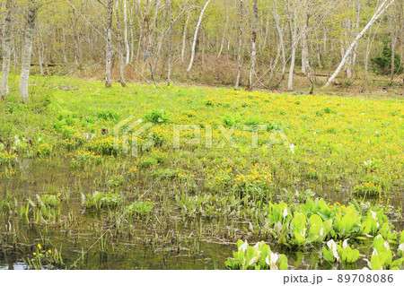 新緑と水芭蕉見頃な池ヶ原湿原 新緑と水芭蕉見頃な池ヶ原湿原 89708086