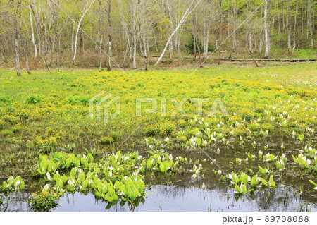 新緑と水芭蕉見頃な池ヶ原湿原 新緑と水芭蕉見頃な池ヶ原湿原 89708088