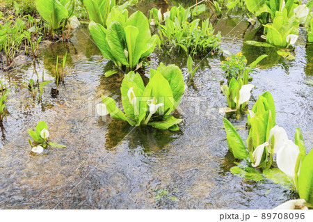 新緑と水芭蕉見頃な池ヶ原湿原 89708096