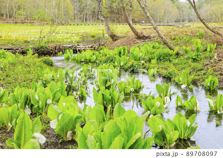 新緑と水芭蕉見頃な池ヶ原湿原 新緑と水芭蕉見頃な池ヶ原湿原 89708097