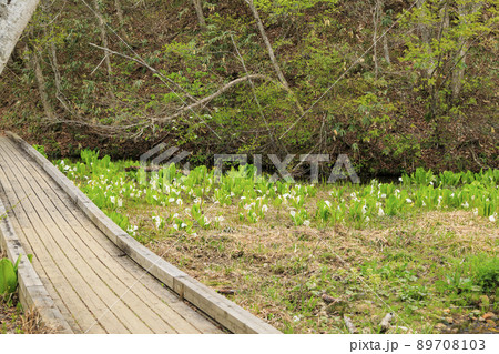 新緑と水芭蕉見頃な池ヶ原湿原 89708103