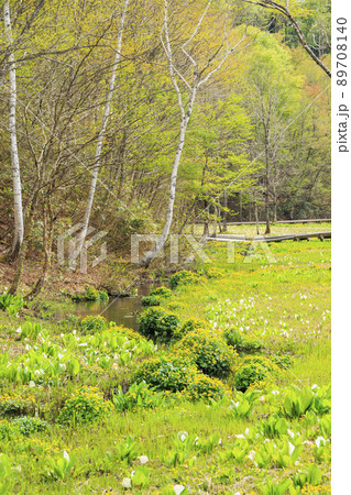 新緑と水芭蕉見頃な池ヶ原湿原 89708140