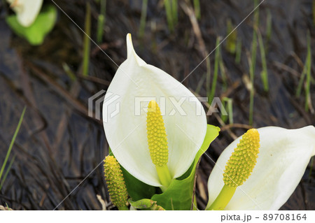 新緑と水芭蕉見頃な池ヶ原湿原 89708164