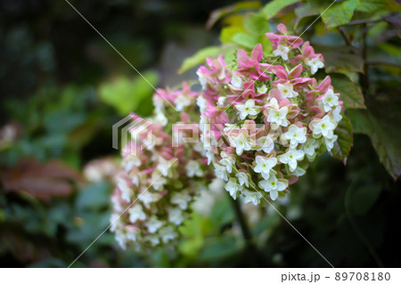 雨上がりの夕暮れに咲く柏葉紫陽花 雨上がりの夕暮れに咲く柏葉紫陽花 89708180