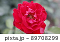 バラとみつばち 89708299