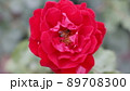 バラとみつばち 89708300