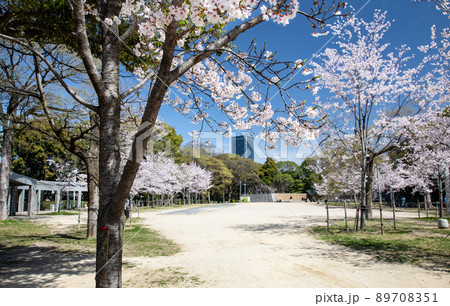 比治山公園の御便殿広場です。桜が満開でお花見の頃です。明るい雰囲気をどうぞ。広島県 89708351