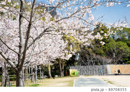 比治山公園の御便殿広場です。桜が満開でお花見の頃です。明るい雰囲気をどうぞ。広島県 比治山公園の御便殿広場です。桜が満開でお花見の頃です。明るい雰囲気をどうぞ。広島県 89708355